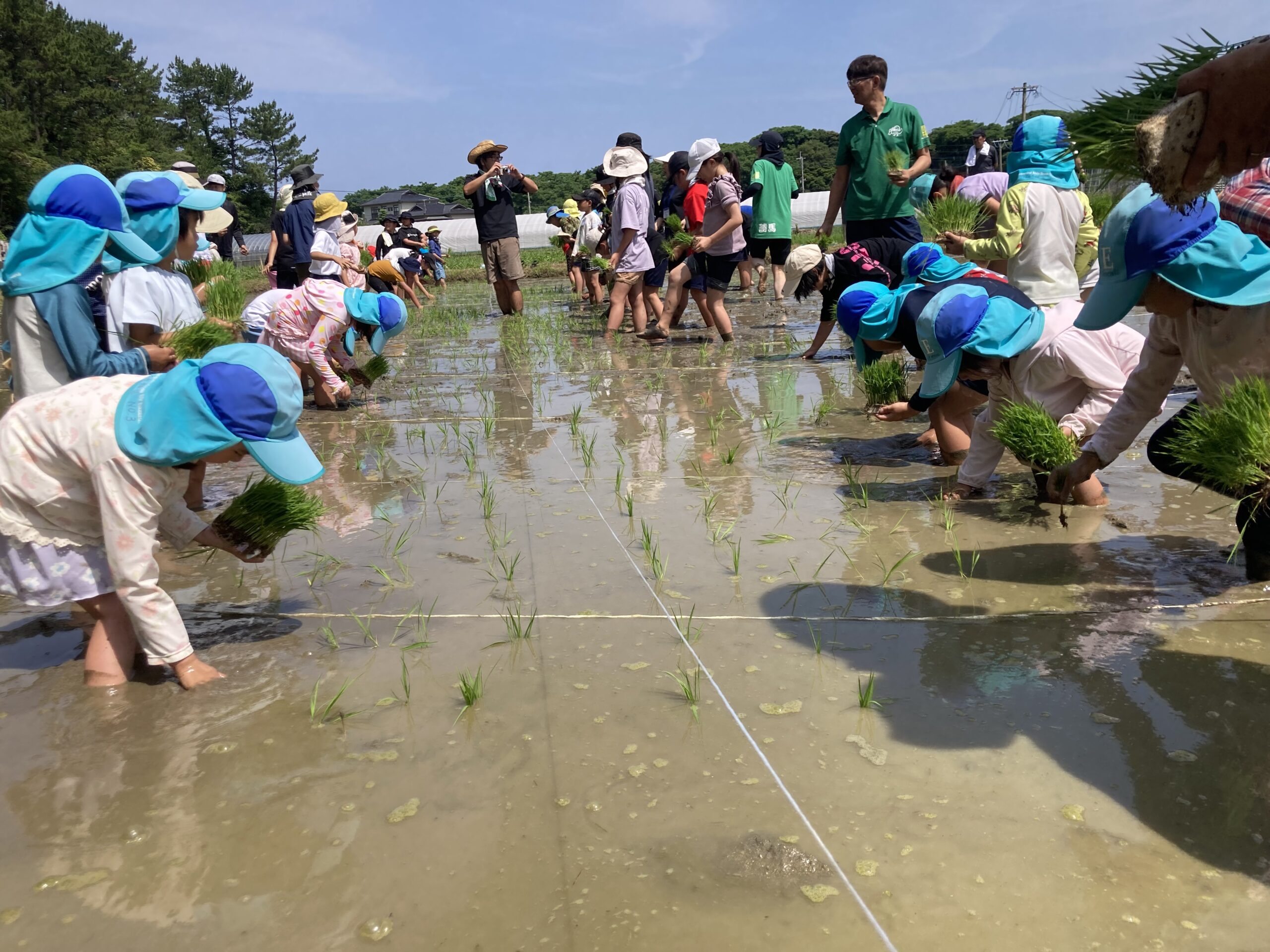 田植え